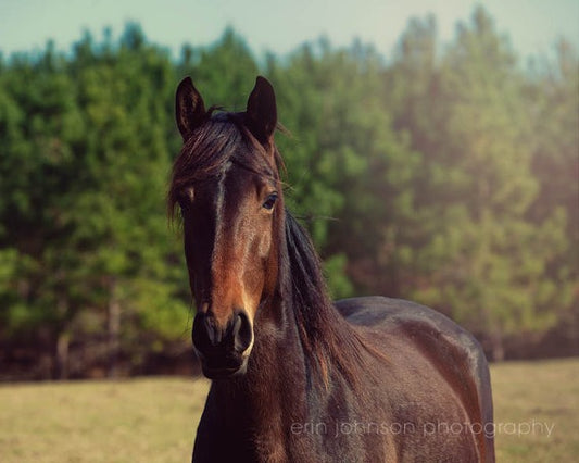 a brown horse standing on top of a grass covered field