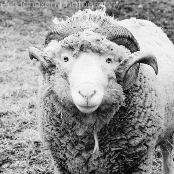 a black and white photo of a ram with horns