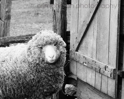 Feeling Sheepish | Farm Animal Photograph