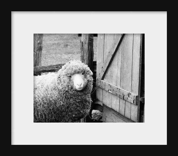 Feeling Sheepish | Farm Animal Photograph