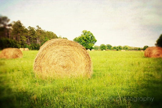 hay bales in a field with trees in the background