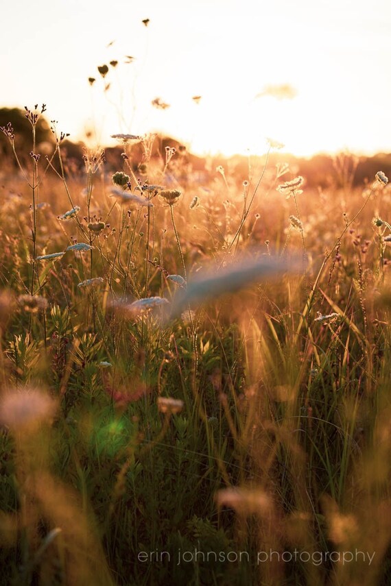 a field of queen annes lace with the sun in the background