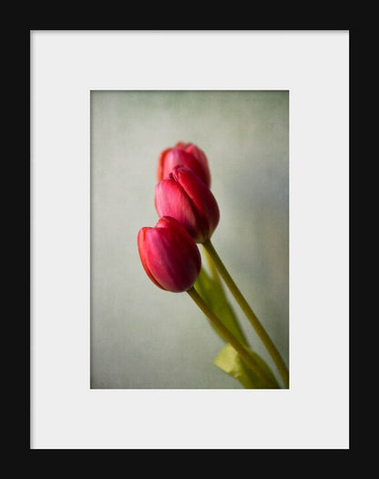 Three Pink Tulips | Flower Photography
