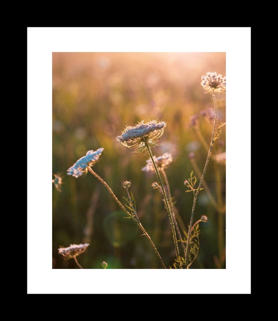 Queen Anne's Lace | Botanical Photography Print