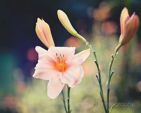 a close up of a flower with blurry background