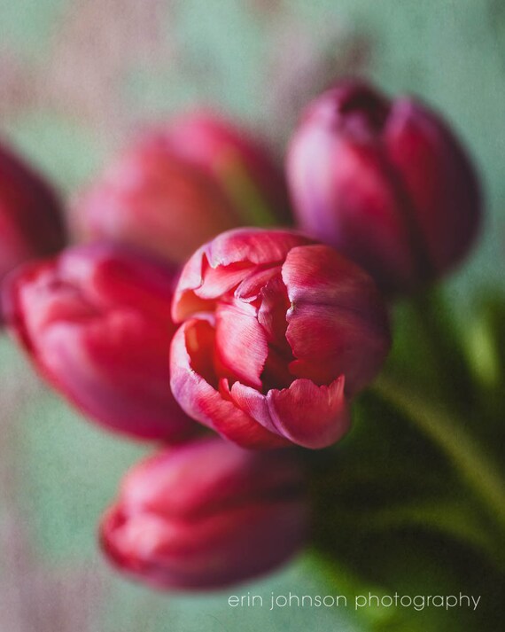 Pink Tulips | Flower Photography