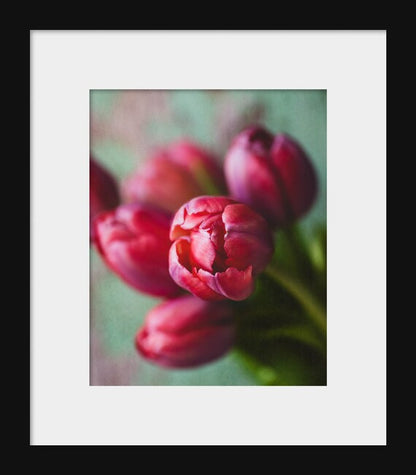 Pink Tulips | Flower Photography