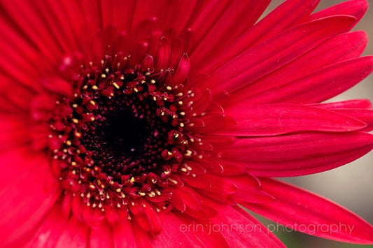 a close up of a bright red flower