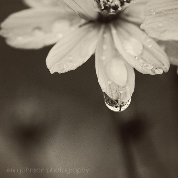 a black and white photo of a flower with water droplets