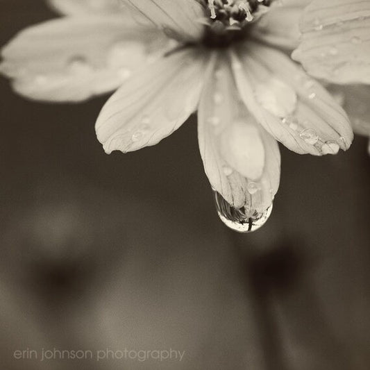 a black and white photo of a flower with water droplets