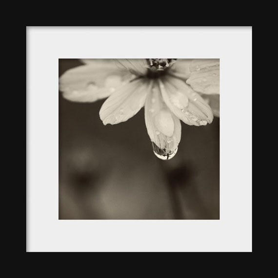The Raindrop | Black and White Flower Photograph