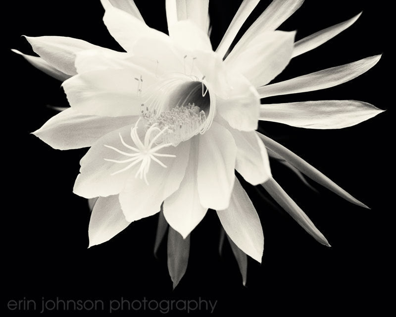 Night Blooming Cereus | Flower Photography
