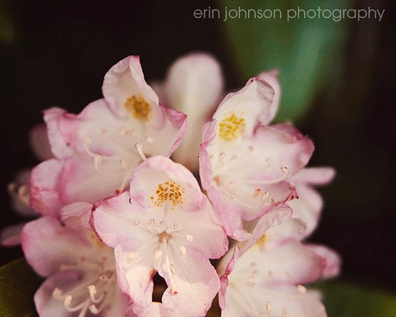 Rhododendron | Flower Photography Print