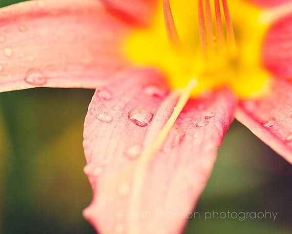Raindrops on Lilies | Spring Garden Photograph