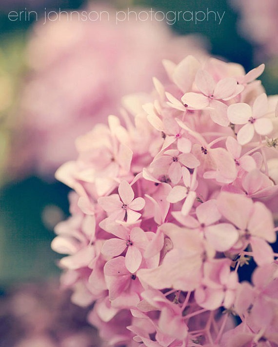 Hydrangeas Forever | Pink Floral Decor