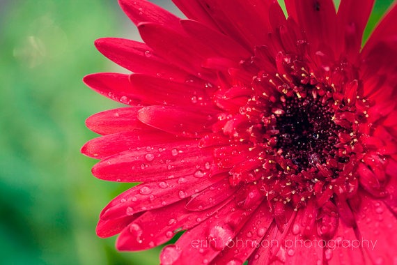 Red Gerber Daisy | Flower Photography Print