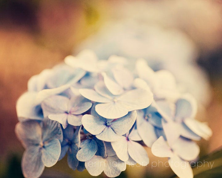 Blue Hydrangeas | Floral Wall Decor