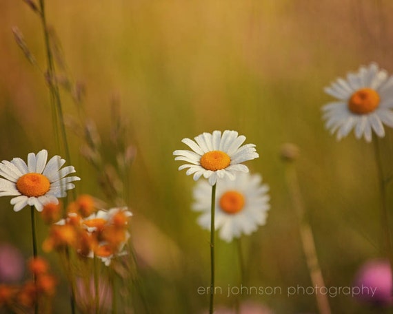 a group of daisies in a field of flowers