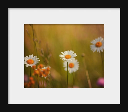 Daisy, Daisy | Floral Landscape Photography