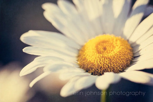 A Day in the Garden | Flower Photography Print
