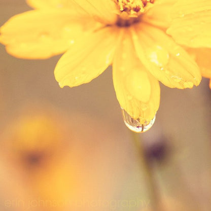 The Raindrop | Yellow Floral Photography Print