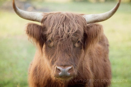 a brown cow with long horns standing in a field