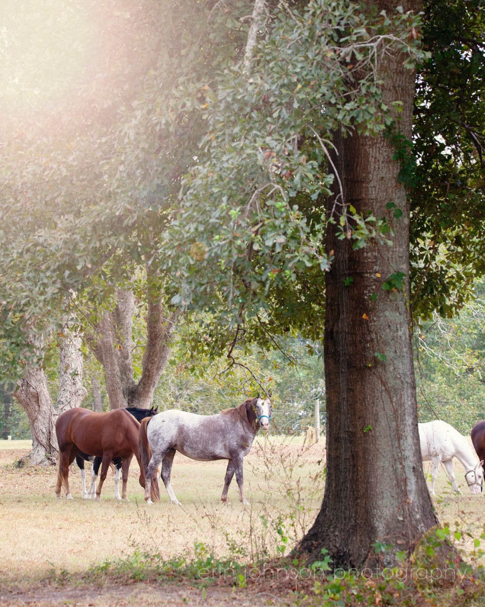 a group of horses standing around a tree