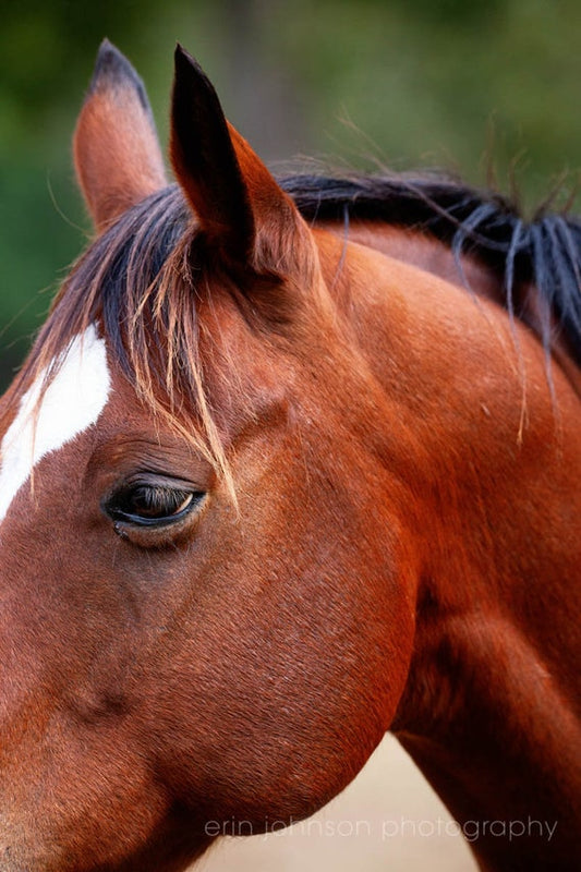 a close up of a horse's face with trees in the background