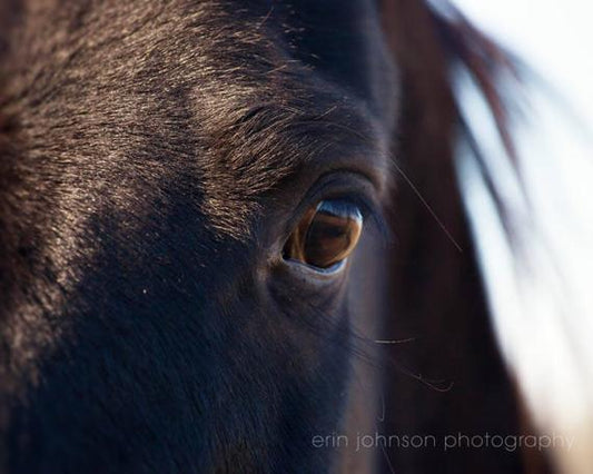 a close up of a horse's eye with a sky background