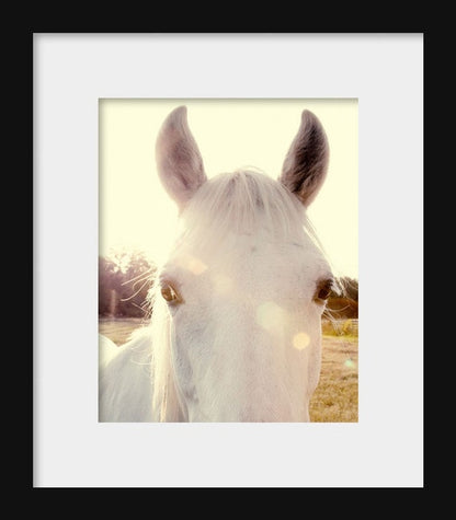 Sunshine Horse | Farm Animal Photograph