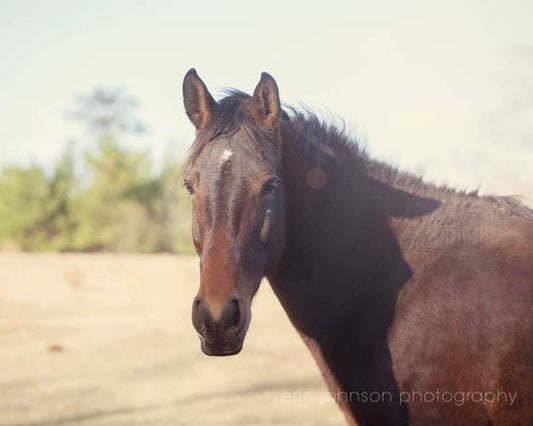 a brown horse standing on top of a dirt field