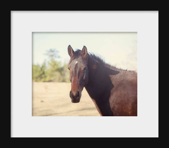Sunlight | Horse Photography