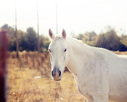 a white horse is standing in a field