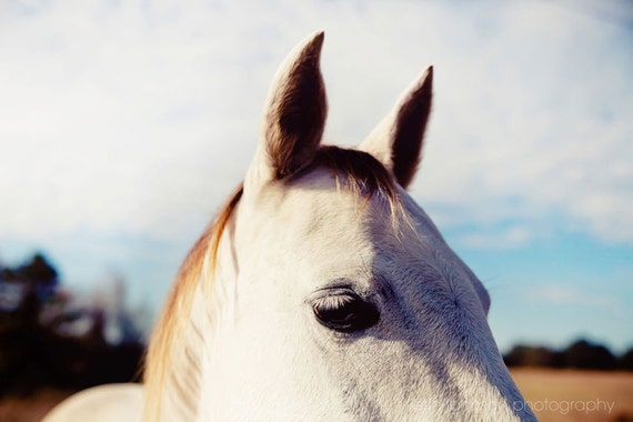 a close up of a white horse with a sky background