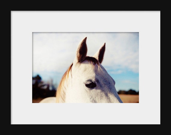 Grace | Horse Photography