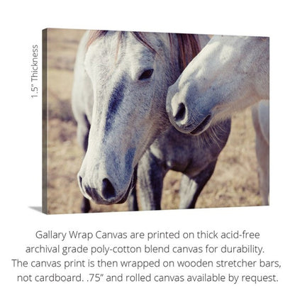 Gentle | Horse Photography Print