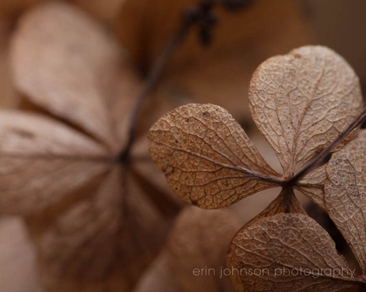 a close up of a leaf on a plant