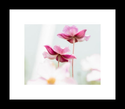 Japanese Anemone | Flower Photography Print