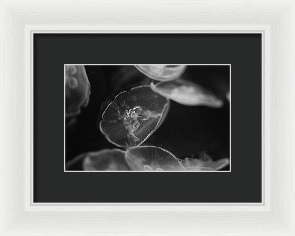 Jellyfish in Black and White I - Framed Print