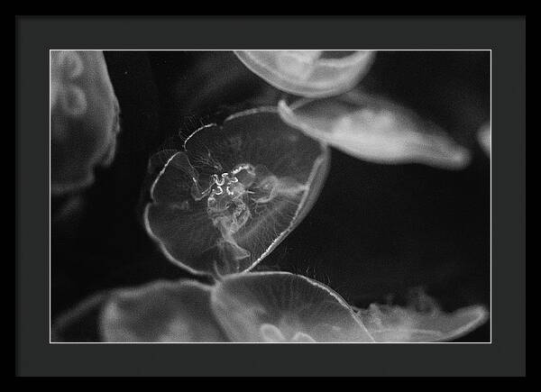 Jellyfish in Black and White I - Framed Print