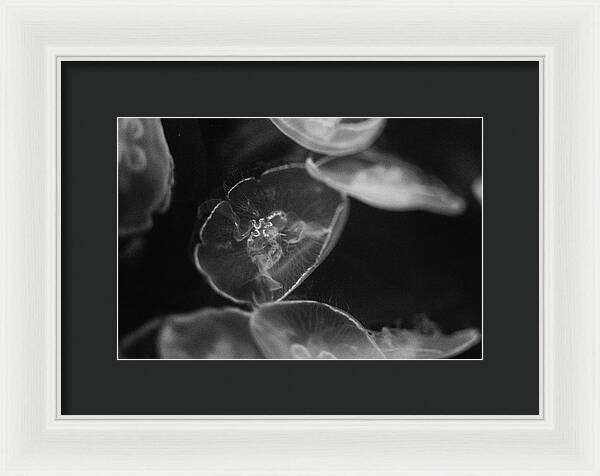 Jellyfish in Black and White I - Framed Print