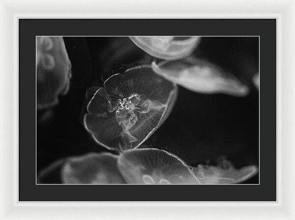 Jellyfish in Black and White I - Framed Print