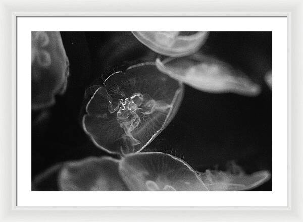 Jellyfish in Black and White I - Framed Print