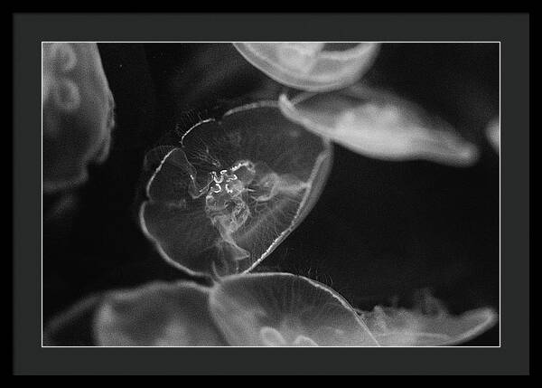 Jellyfish in Black and White I - Framed Print