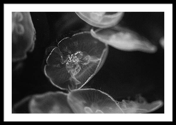 Jellyfish in Black and White I - Framed Print