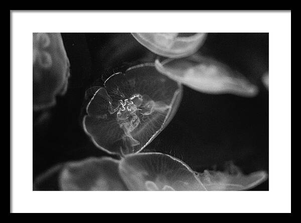 Jellyfish in Black and White I - Framed Print