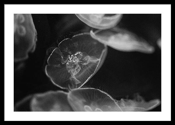 Jellyfish in Black and White I - Framed Print