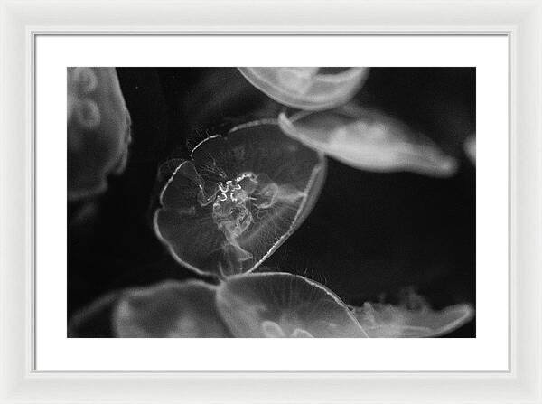 Jellyfish in Black and White I - Framed Print