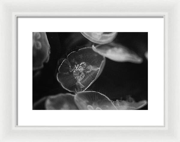 Jellyfish in Black and White I - Framed Print