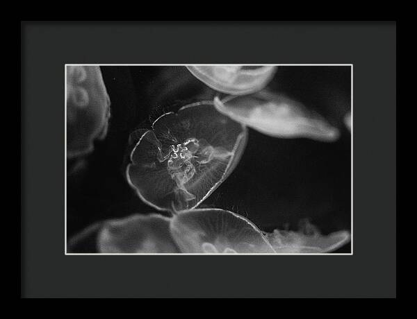 Jellyfish in Black and White I - Framed Print